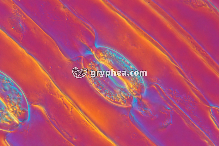 Stomate d'une feuille de Tulipe - Stomate ouvert x160 - gryphea.com